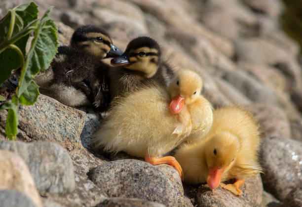 istock Newborn fluffy ducks rest near a pond. 953518578