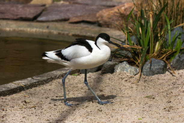 istock Pied Avocet Waterbird 953519186