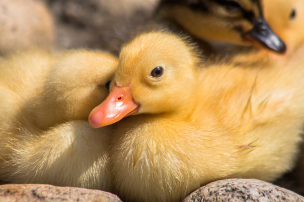 istock Fluffy little ducklings near a pond. 953519746