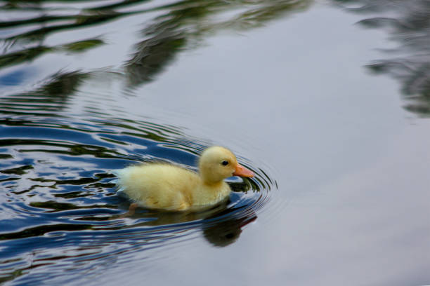 Duck in water