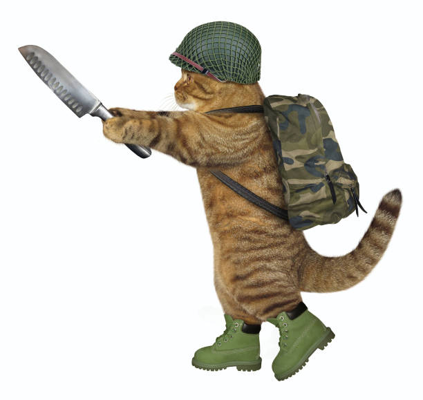 istock Cat soldier with a butcher knife 953520462