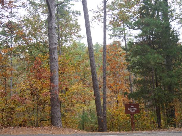 鹿の横断歩道の皆に警告する道路標識と秋のカラフルな森 - oklahoma sign road sign sky ストックフォトと画像
