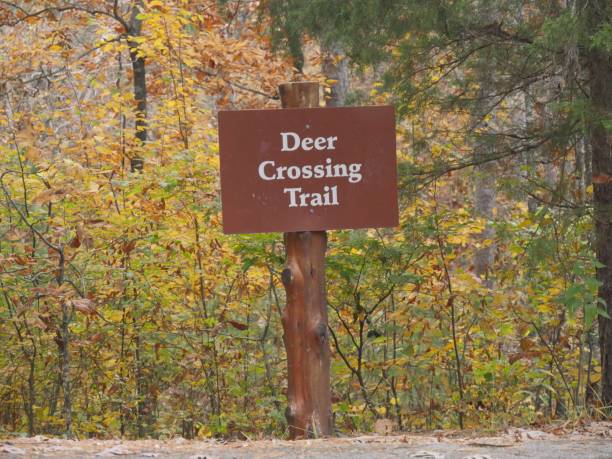 istock Signboard by the roadside in a state park for deer crossing trail 953523094