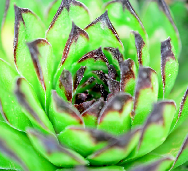 istock house leek, succulent plant, semper vivum, 953523254