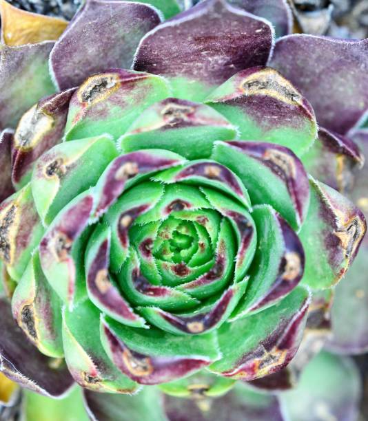 istock house leek, succulent plant, semper vivum, 953523296
