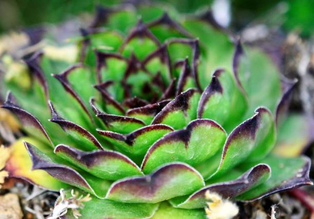 istock house leek, succulent plant, semper vivum, 953523422