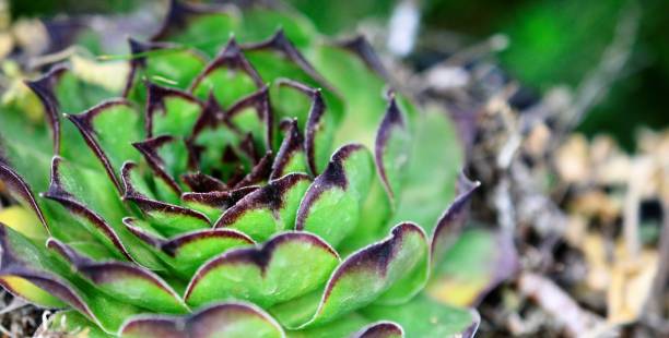 istock house leek, succulent plant, semper vivum, 953523424