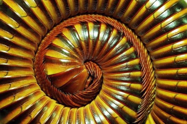 Pest control: dirty millipede on white background