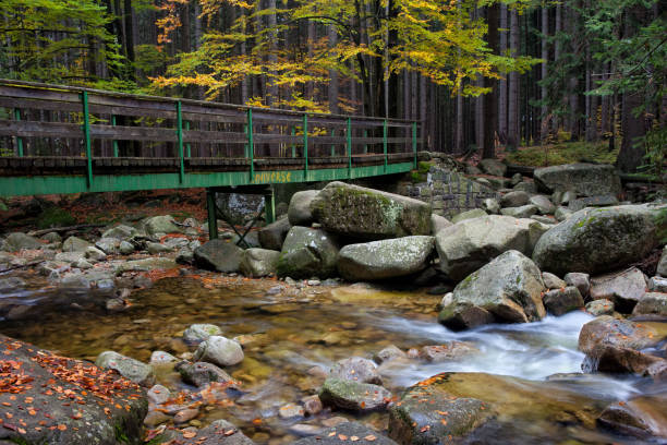 istock Bridge Across Stream in Autumn Forest 953523612