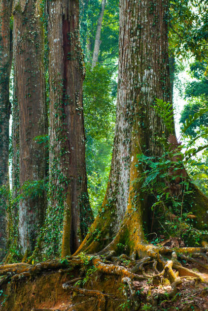 istock Tropical rainforest of Malaysia 953525564