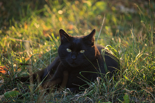 Portrait of a black cat sitting in lush, green spring grass\nShot with Canon R5