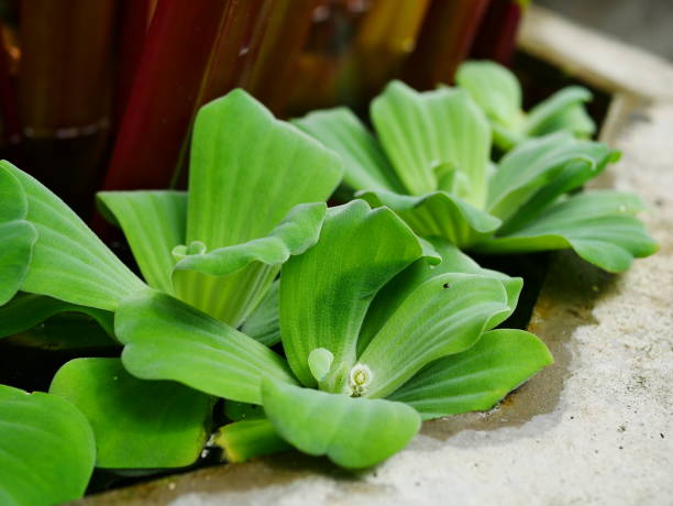 water lettuce - water hyacinth water plant pond nobody imagens e fotografias de stock