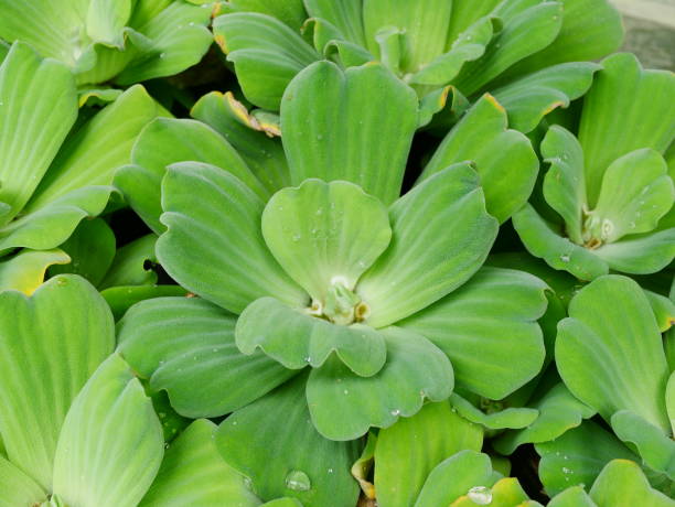 istock leaf of water lettuce for green nature background 953526062
