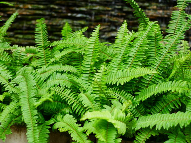 istock Fern leaves in the sun light 953526476