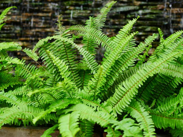 istock Fern leaves in the sun light 953526734