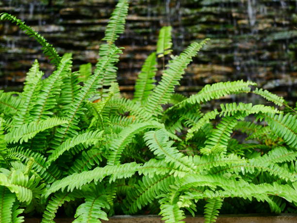 istock Fern leaves in the sun light 953527248