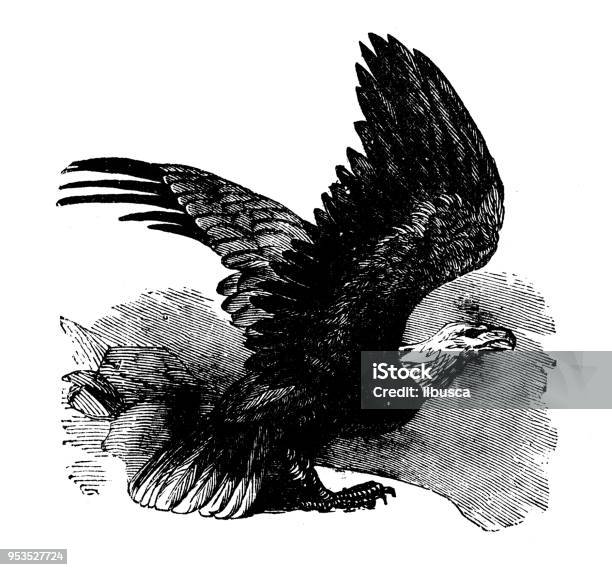 Animals Antique Engraving Illustration Bald Eagle Stock Illustration - Download Image Now - 19th Century, 19th Century Style, Animal