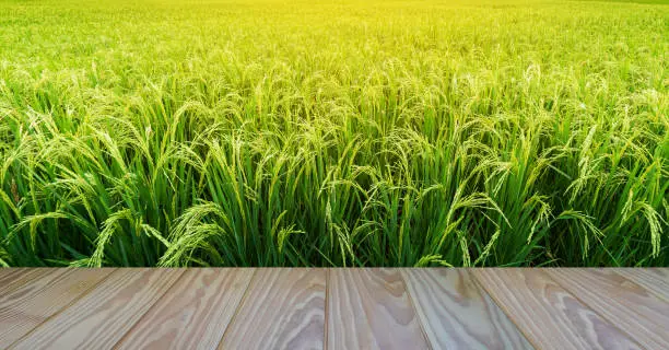 Photo of Green rice field with wooden floor foreground, agriculture concept.