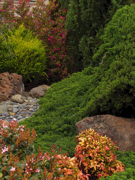 istock GARDEN SCENE Nandina Juniper Rocks 953531066