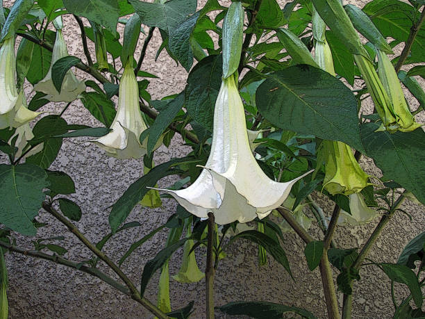 Angel trumpet illustration Black and White Stock Photos & Images - Alamy