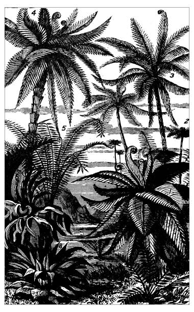 Botany plants antique engraving illustration: Tree Ferns Botany plants antique engraving illustration: Tree Ferns tree fern stock illustrations