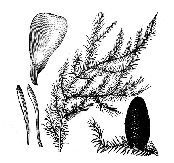 Botany plants antique engraving illustration: Great Silver Fir Botany plants antique engraving illustration: Great Silver Fir abies amabilis stock illustrations
