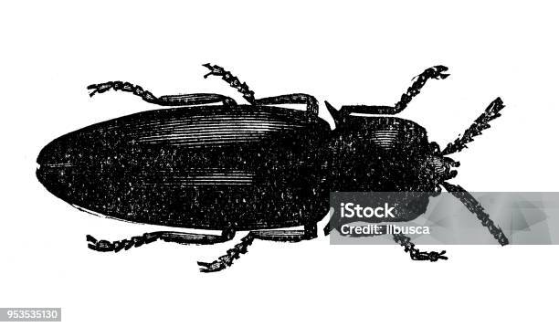 Animals Antique Engraving Illustration Firefly Stock Illustration - Download Image Now - 19th Century, 19th Century Style, Animal