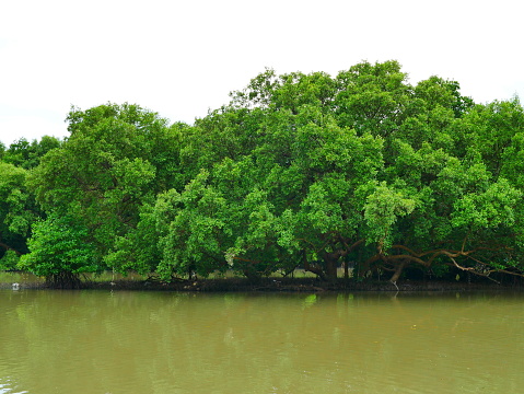 Tropical Rainforest, Mangrove Tree, Mangrove Forest, Root