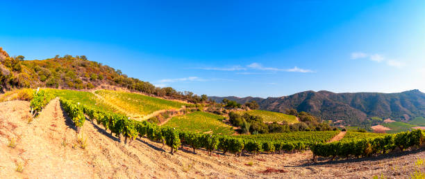 Overview of a hillside vineyard in Sardinia, Italy. Beautiful landscape with vineyard laden with bunches of ripe grapes in summer sardinia vineyard stock pictures, royalty-free photos & images