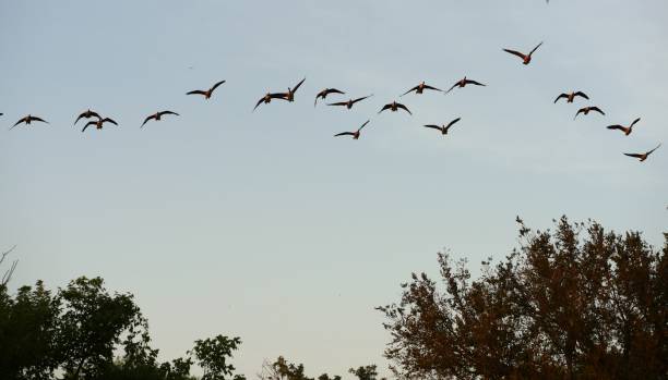 istock flock of birds flying 953558558