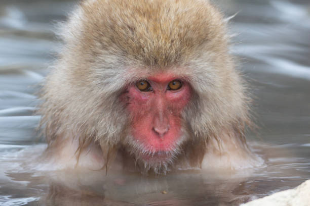 Snow Monkeys in Onsen Japan
