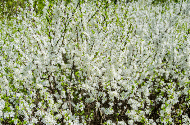 istock Blossoming white small flowers, spring, nature background. 953570334
