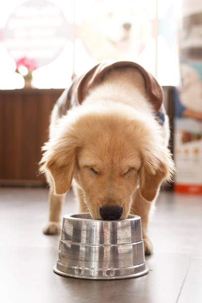istock Dog drinking water at pet shop 953576550