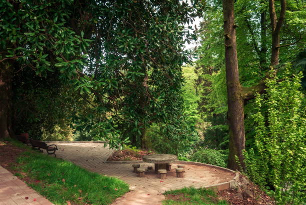 istock Botanical gardens in Batumi.Georgia 953576700