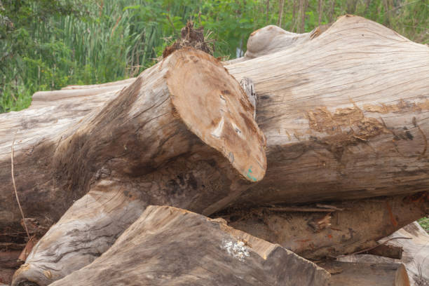 istock close up of old wooden trunk texture 953576730