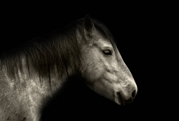 istock Horse portrait isolated on black 953576840