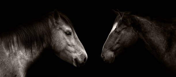 istock Horses portrait isolated on black 953576852