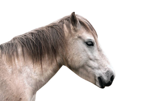 istock Horse portrait isolated on white 953576858
