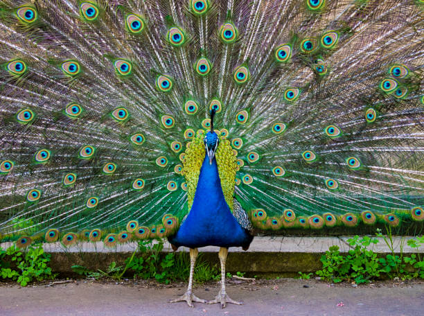 공작 fluffed 댄스 짝짓기에 큰 밝은 꼬리. 전면 보기 - close up peacock animal head bird 뉴스 사진 이미지