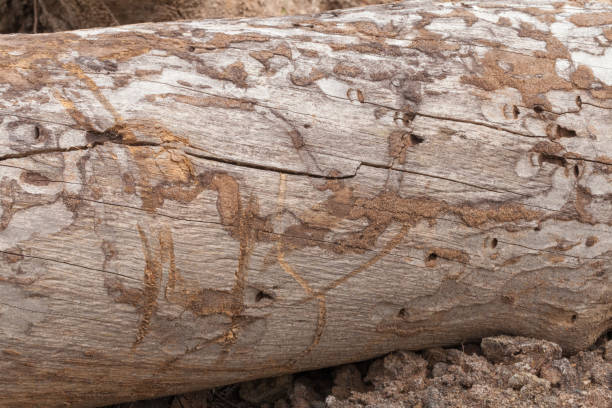istock close up of old wooden trunk texture 953578040