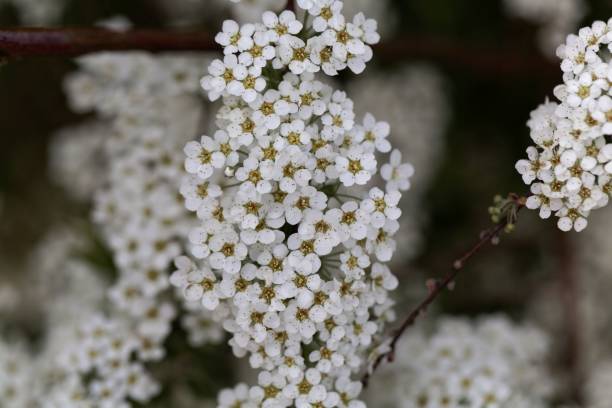 istock Blooms of Spiraea x cinerea 953578256