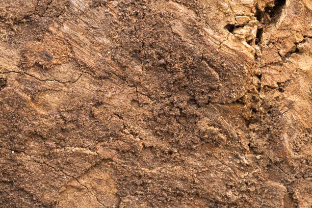 istock close up of old wooden cut texture 953578646