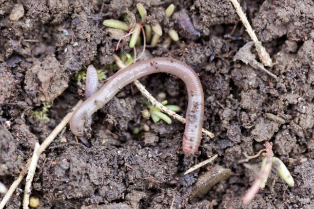 Redworm (Eisenia fetida) A redworm (Eisenia fetida) on brown garden soil. eisenia fetida stock pictures, royalty-free photos & images