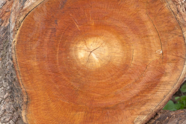 istock close up of old wooden cut texture 953578766