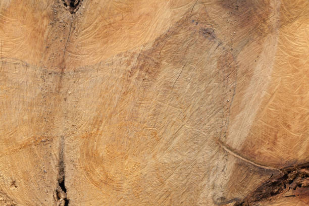 istock close up of old wooden cut texture 953579232