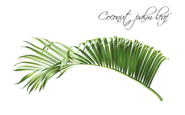 ilustrações, clipart, desenhos animados e ícones de folha de palmeira de coco - tropical climate white background palm tree leaf