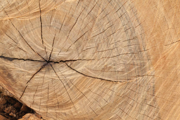 istock close up of old wooden cut texture 953581638