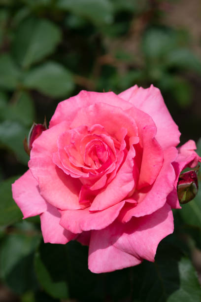 istock close-up of pink rose flower 953582526
