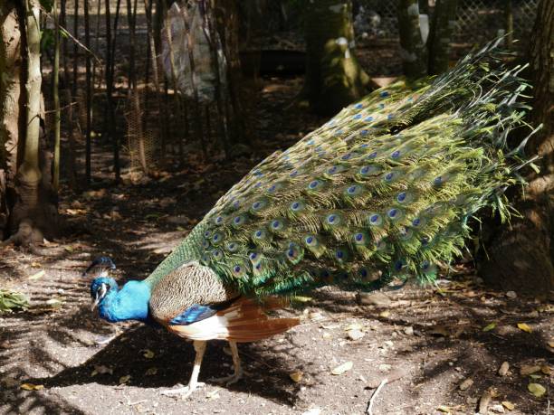 istock colorful peacock in a garden 953583326