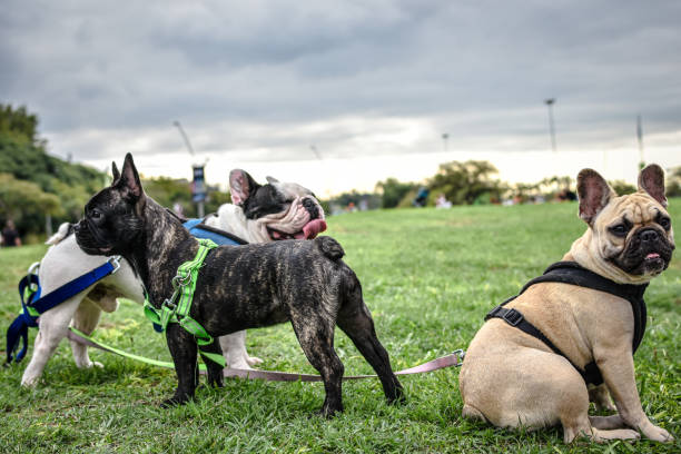 istock french  bulldog sesion 953588210